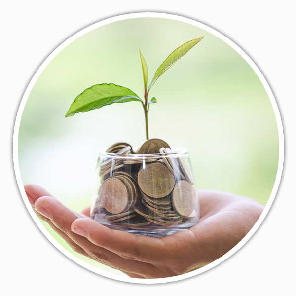 Growing money tree